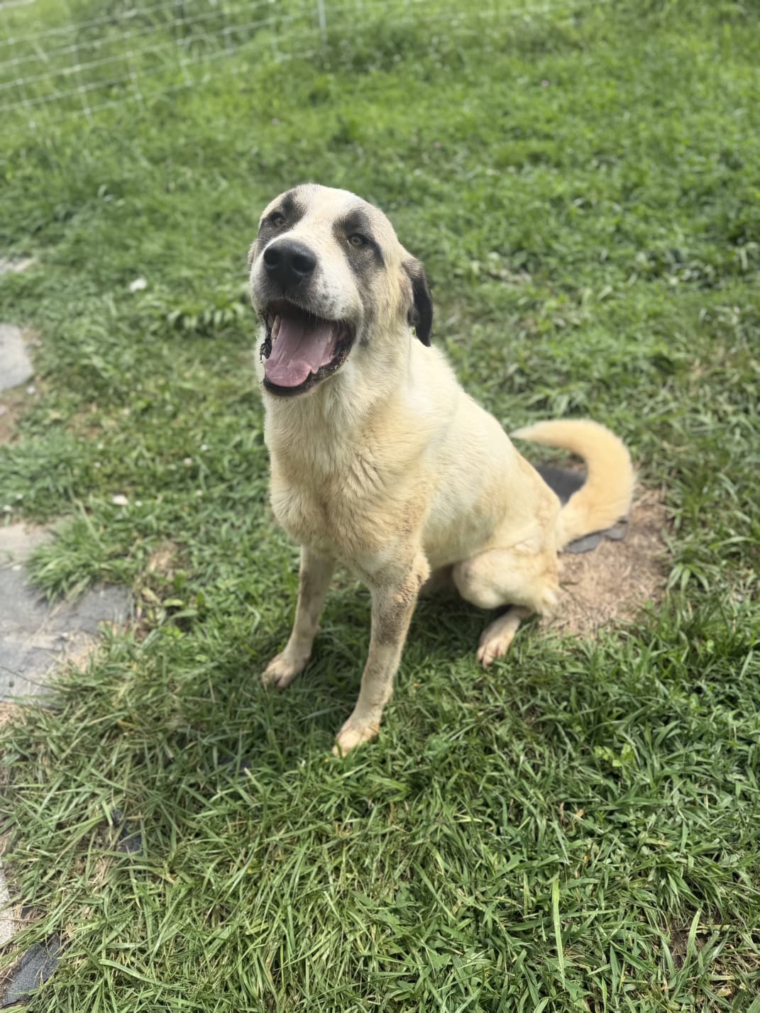 Adult Kangal x Great Pyrenees livestock guardian dog sitting in the grass