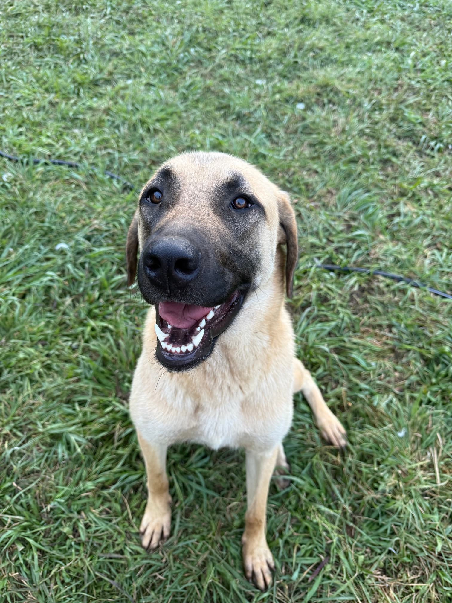 Kangal x Great Pyrenees guardian dog puppy portrait