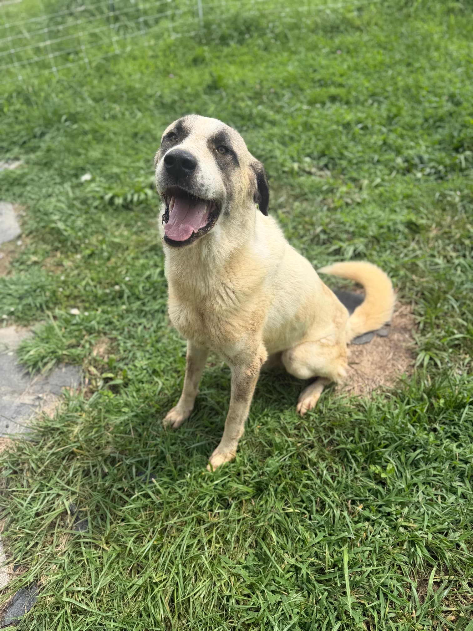 Kangal x Great Pyrenees guardian dog sitting in the grass