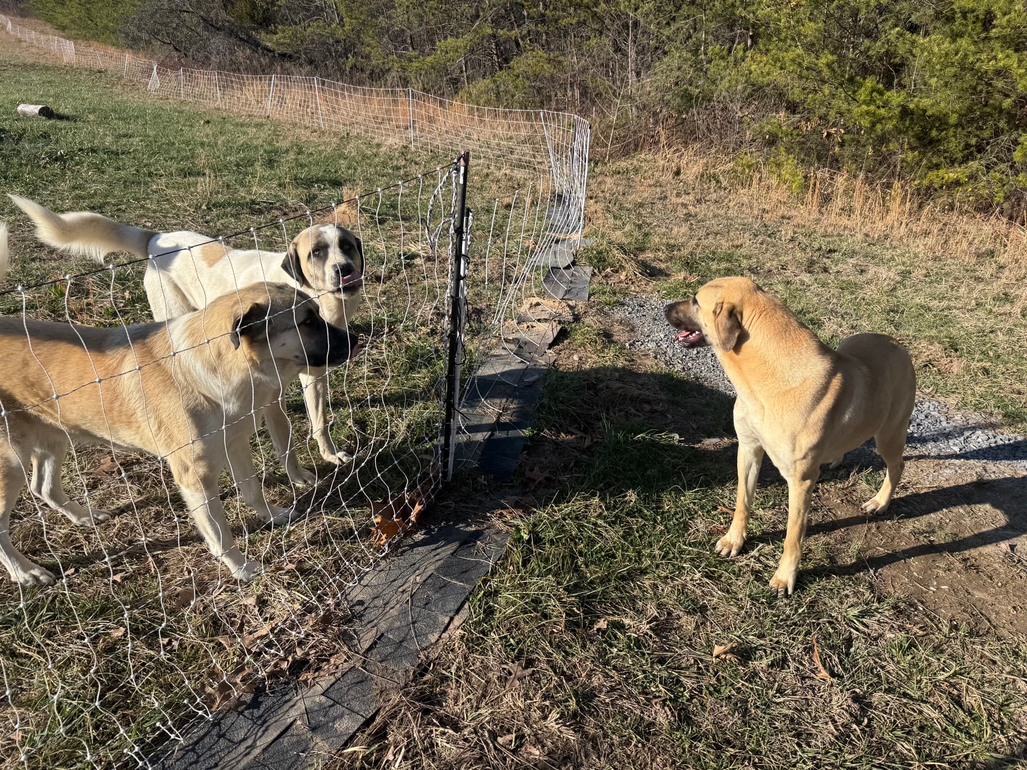 Kangal x Great Pyrenees guardian dogs along the fence line