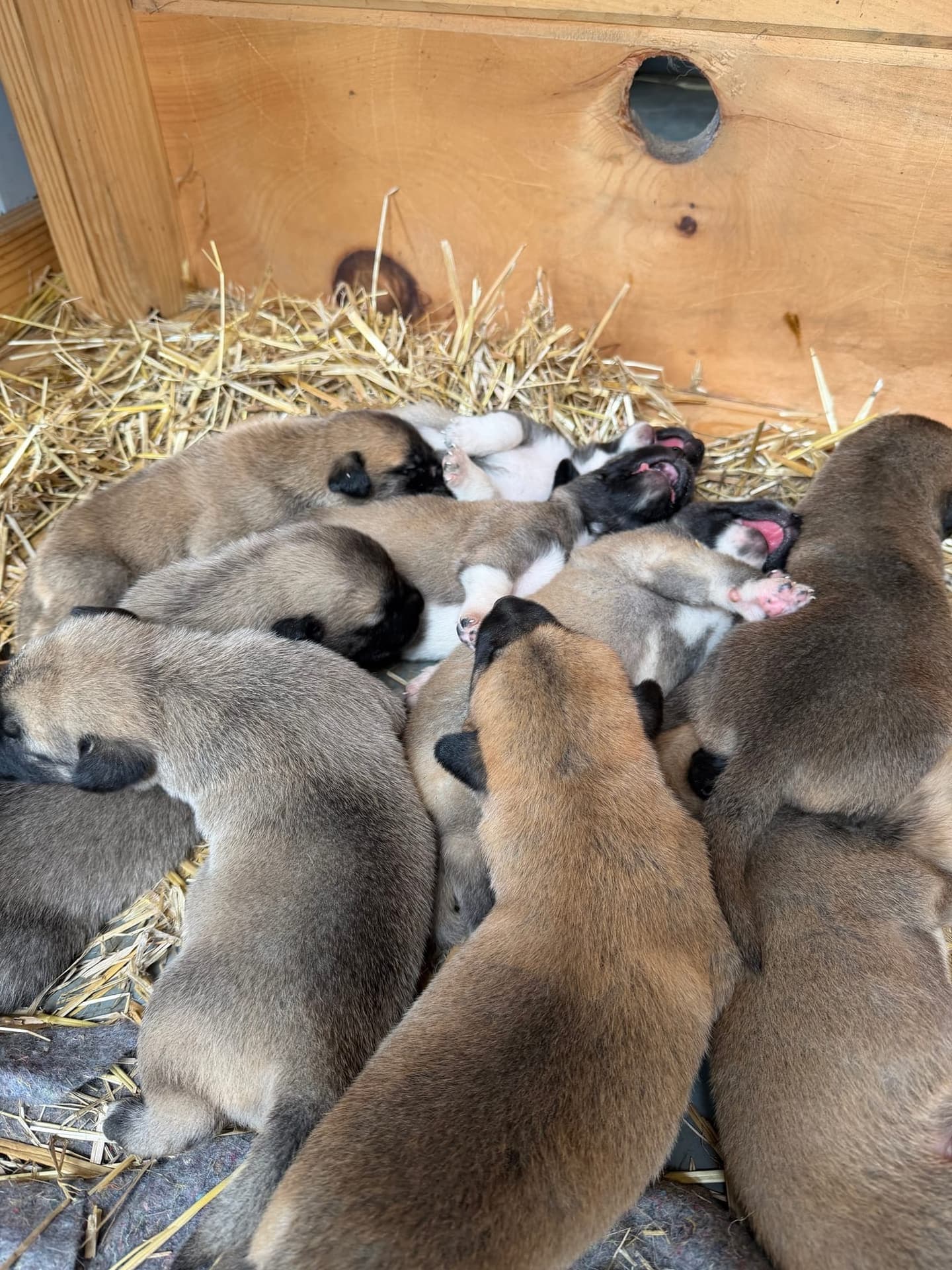 Kangal x Great Pyrenees guardian puppies nestled in their straw nest