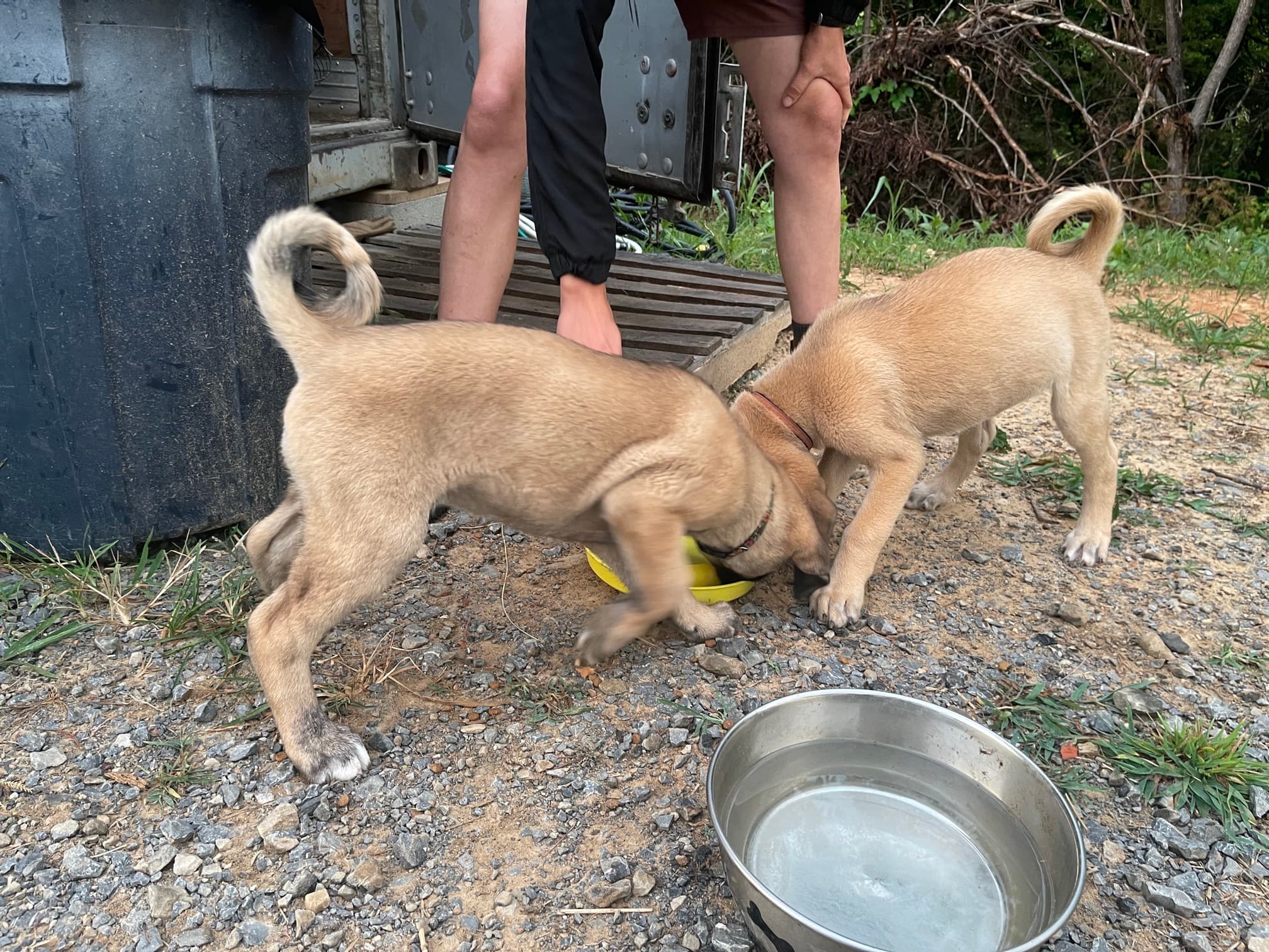 Pair of Kangal x Great Pyrenees guardian puppies