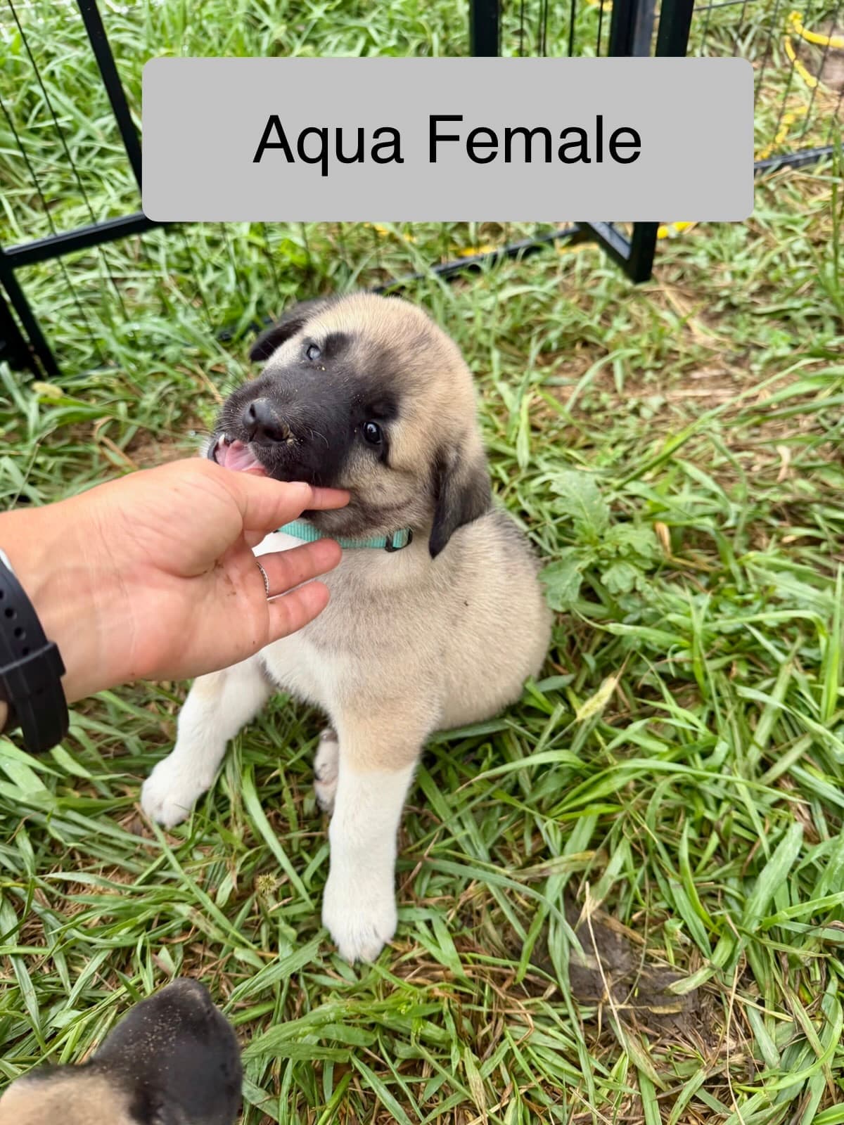 Aqua collar female Kangal x Great Pyrenees guardian puppy licking an outstretched hand
