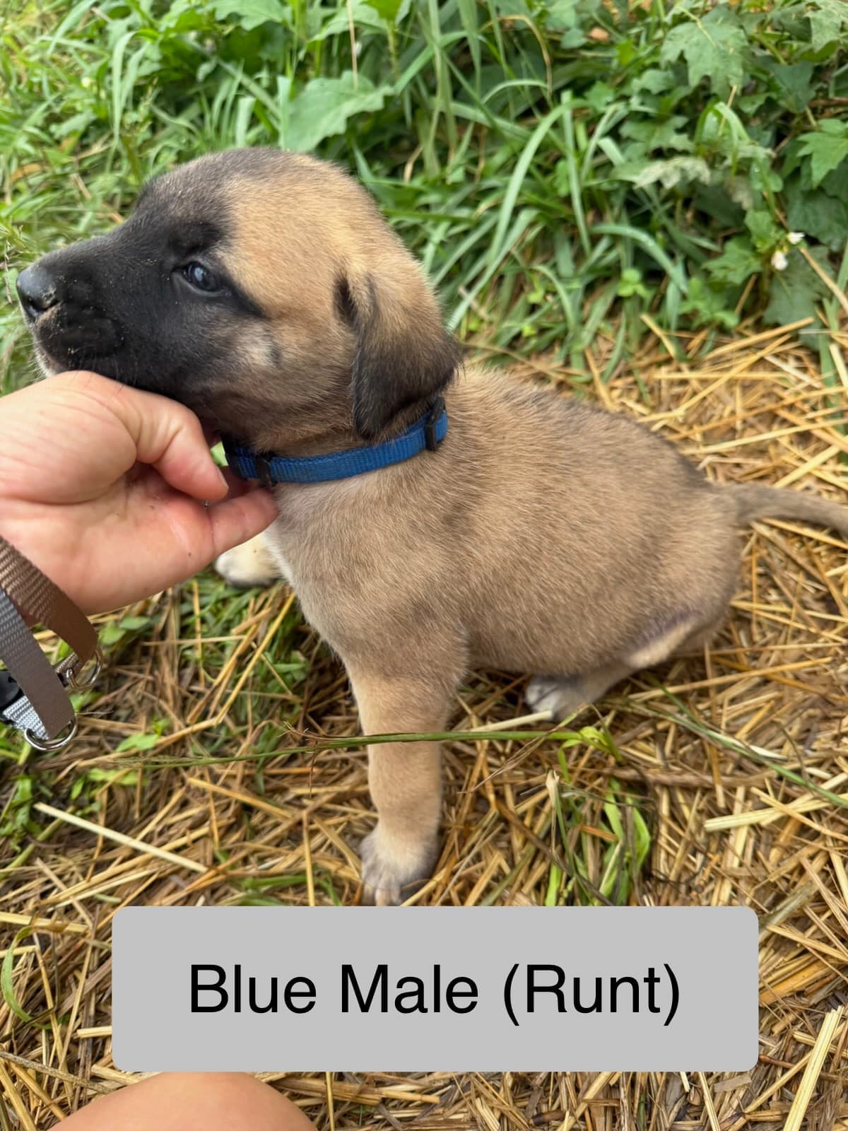 Blue collar male Kangal x Great Pyrenees guardian puppy, the runt of the litter