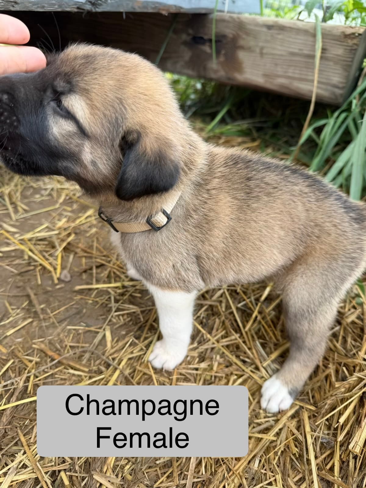 Champagne collar female Kangal x Great Pyrenees guardian puppy getting scratched under the chin