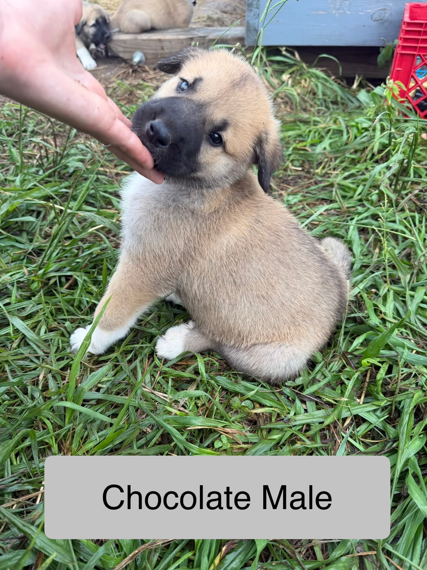 Chocolate collar male Kangal x Great Pyrenees guardian puppy nuzzling a hand in the grass