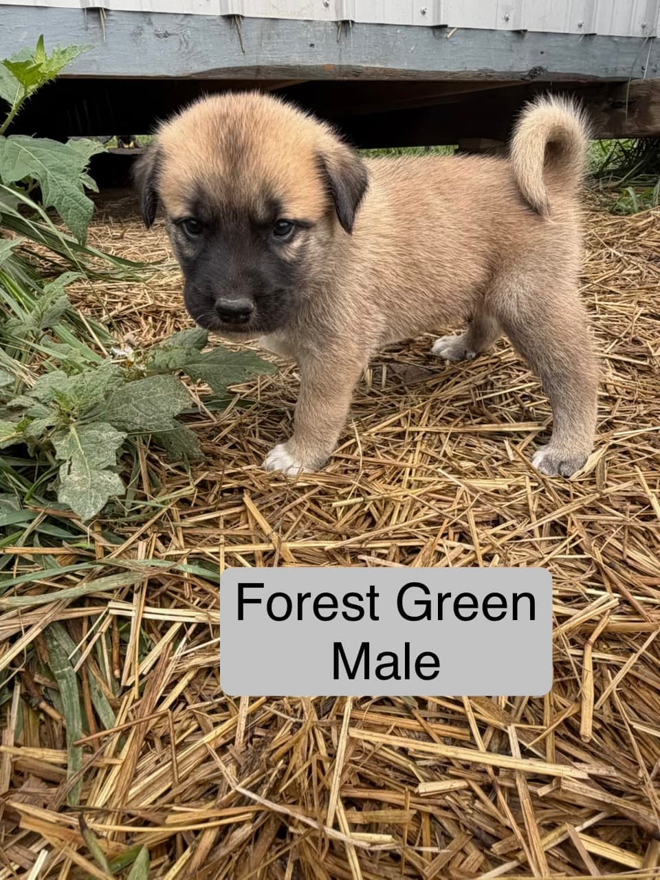 Forest green collar male Kangal x Great Pyrenees guardian puppy standing beside the barn