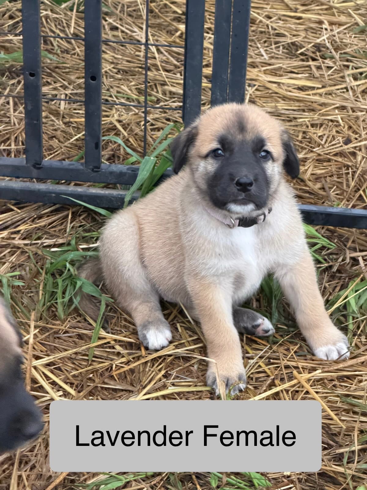 Lavender collar female Kangal x Great Pyrenees guardian puppy lying in the straw