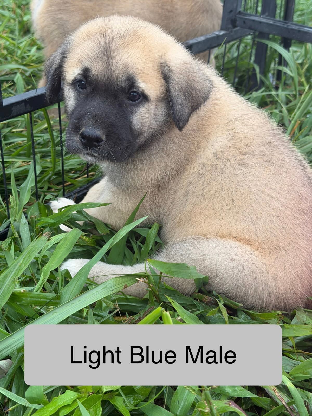 Light blue collar male Kangal x Great Pyrenees guardian puppy resting in the grass