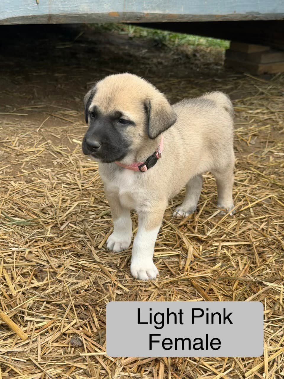 Light pink collar female Kangal x Great Pyrenees guardian puppy standing in the straw