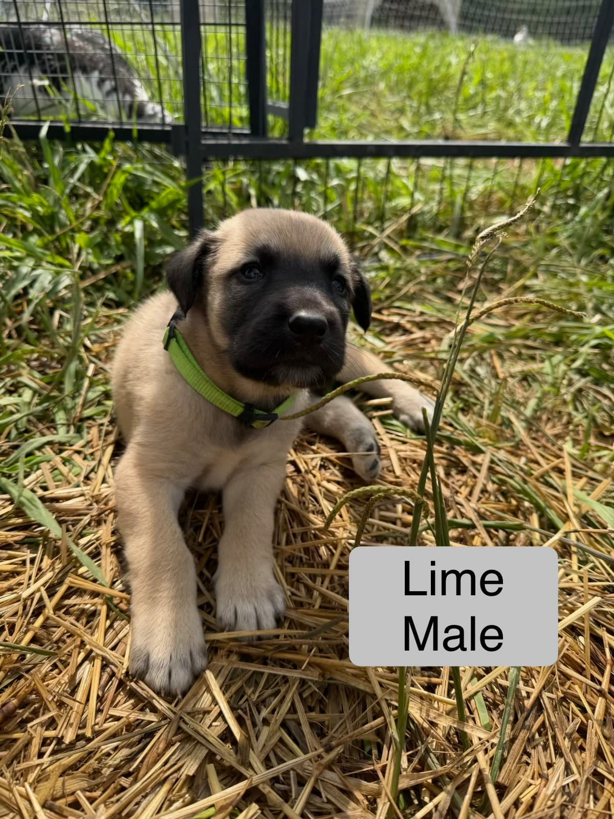 Lime collar male Kangal x Great Pyrenees guardian puppy sitting in the straw