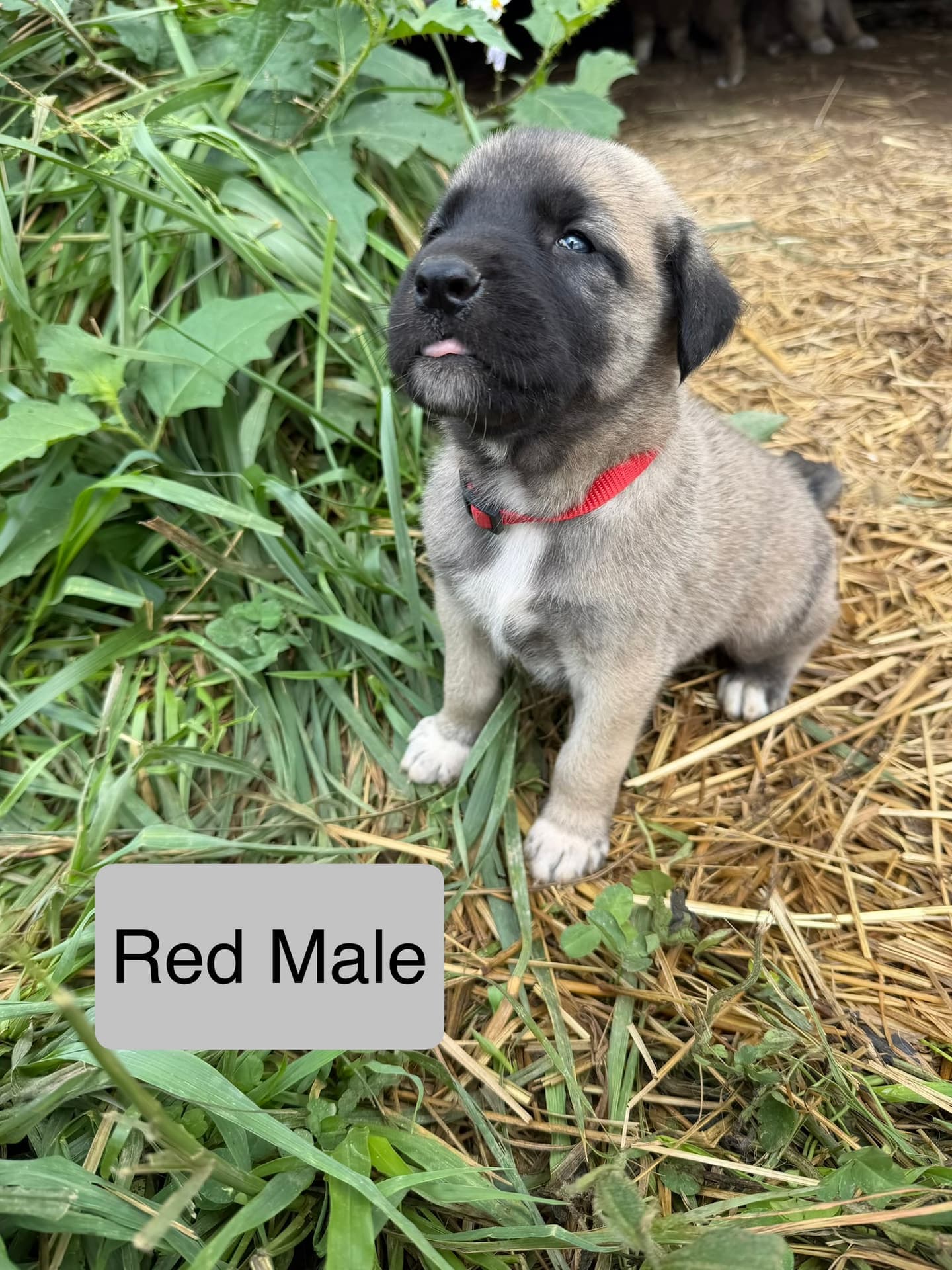 Red collar male Kangal x Great Pyrenees guardian puppy sitting in the tall grass