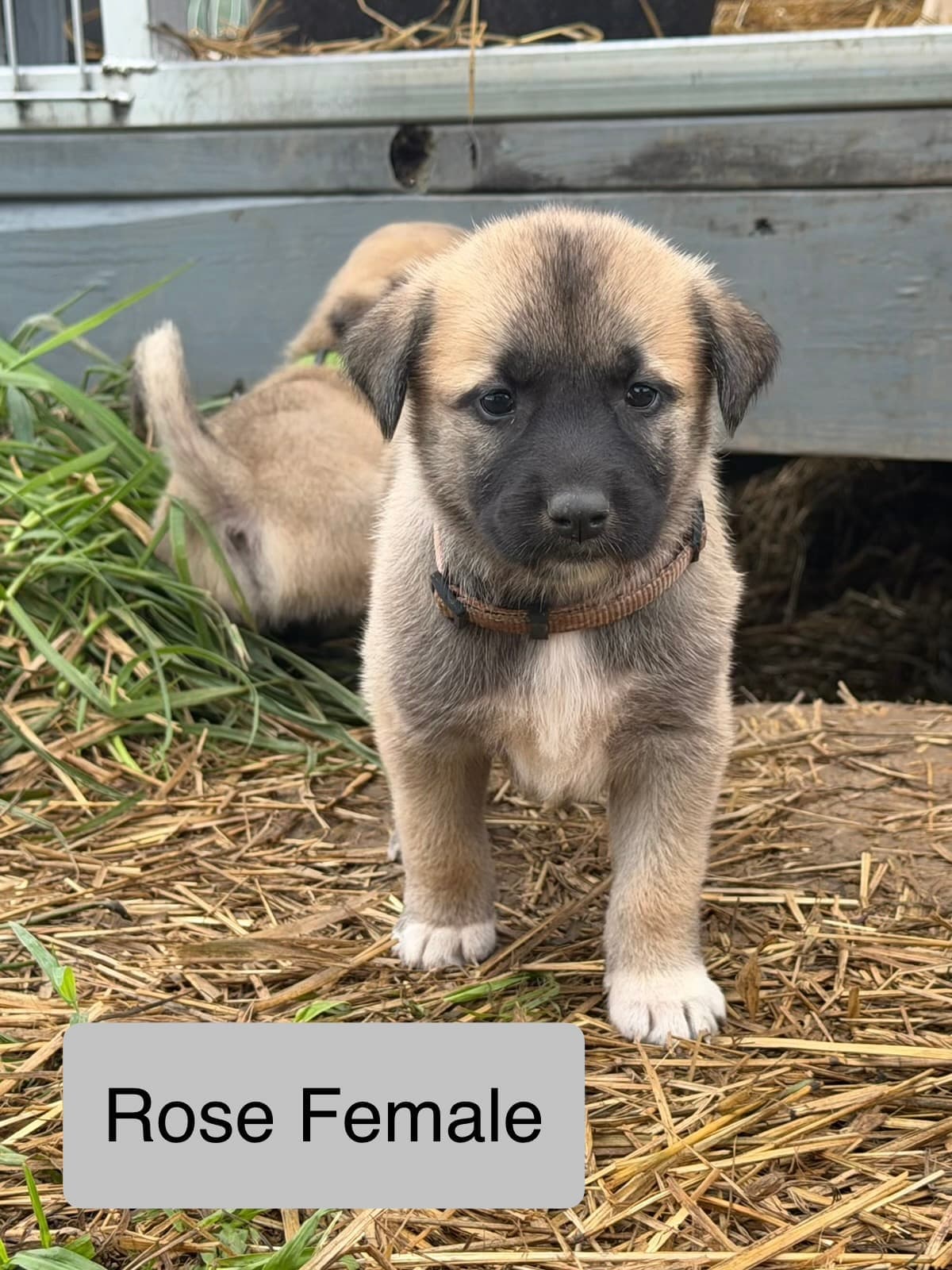 Rose collar female Kangal x Great Pyrenees guardian puppy standing in the straw