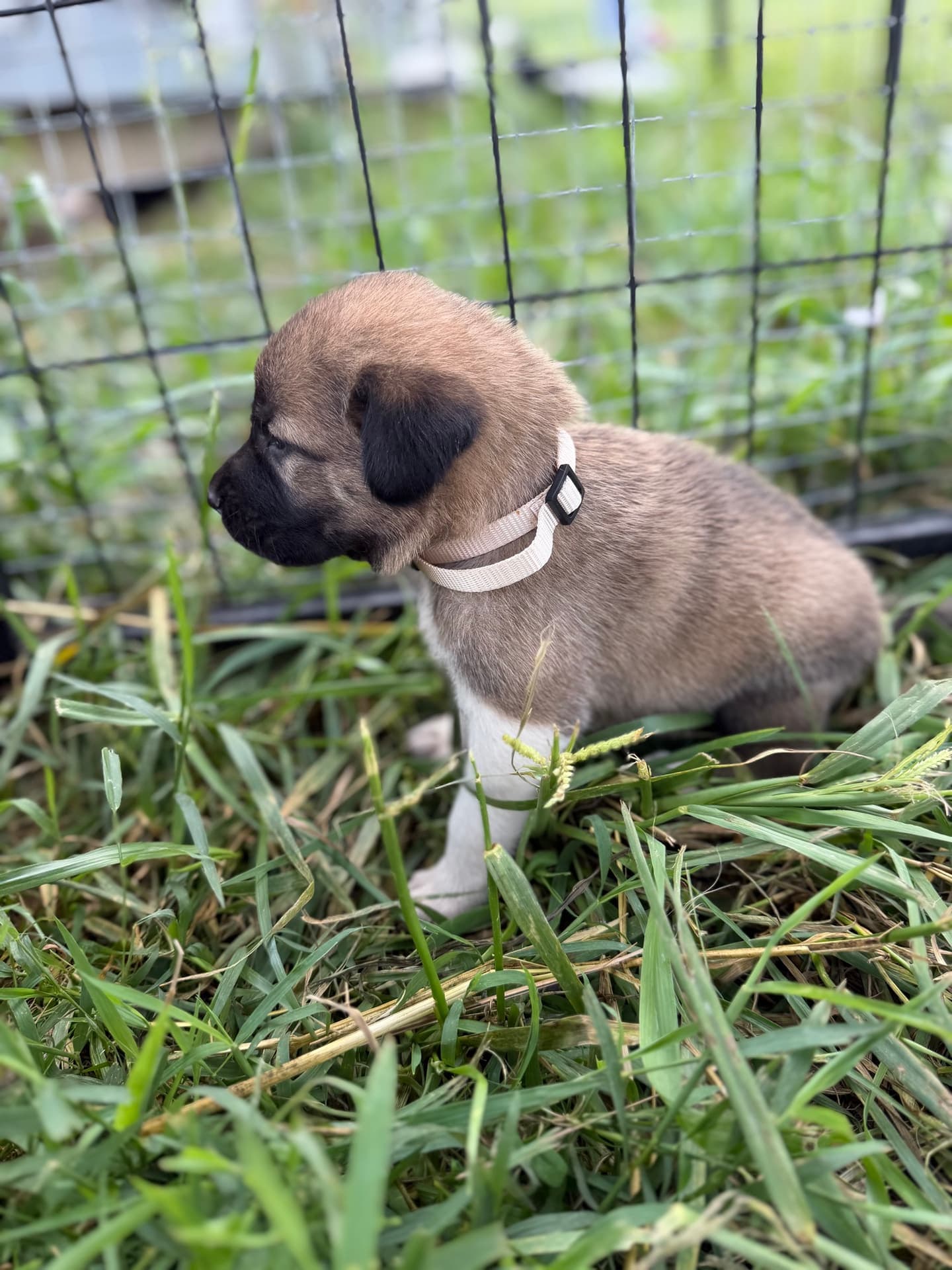 Kangal x Great Pyrenees guardian puppy in a white collar sitting along the fence line