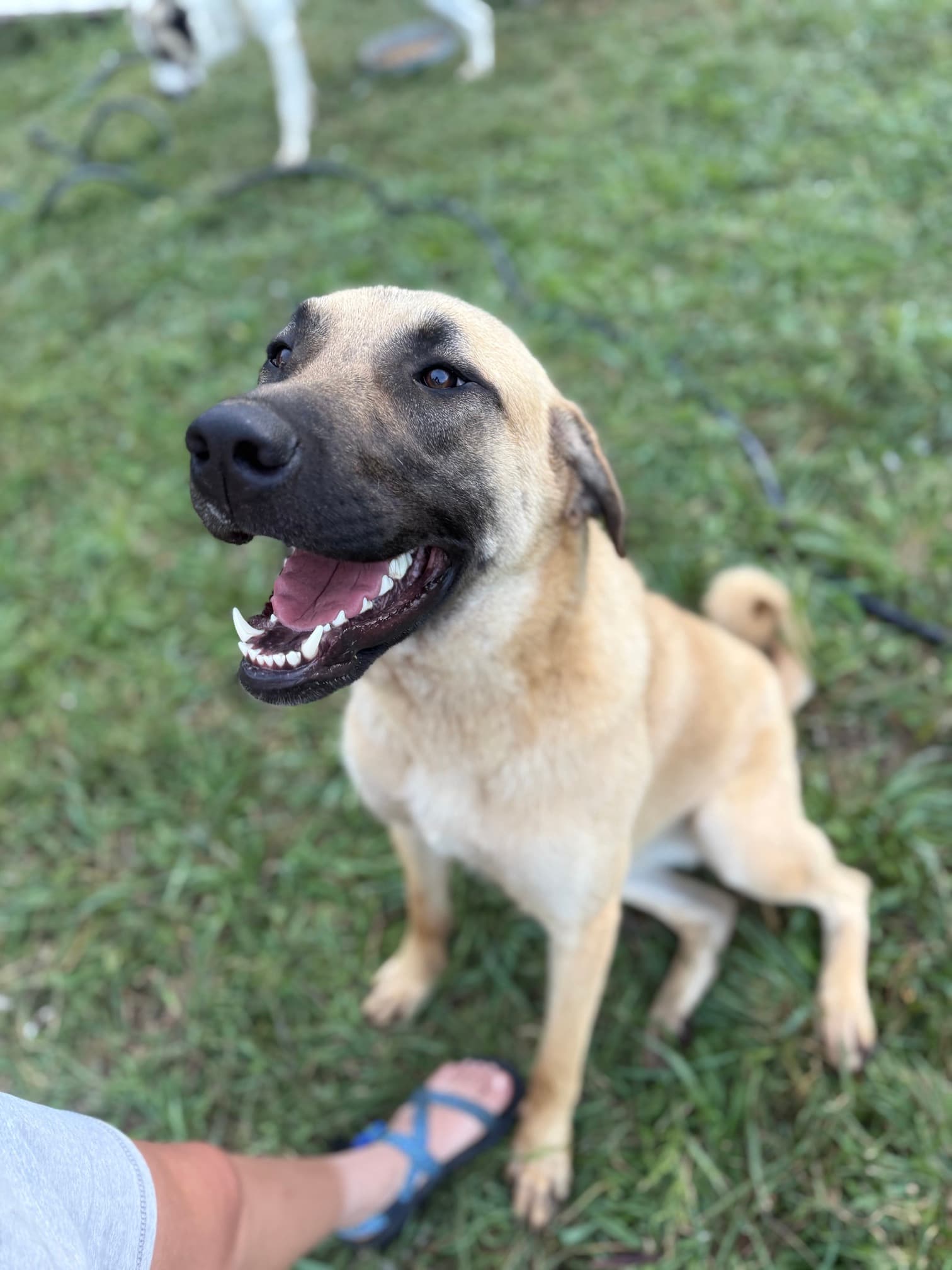 Kangal x Great Pyrenees livestock guardian dog