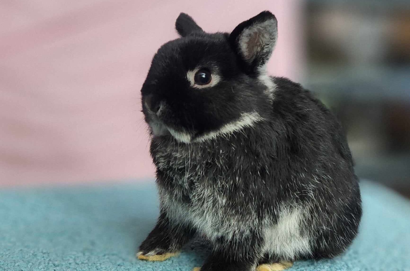 Black otter Netherland Dwarf buck
