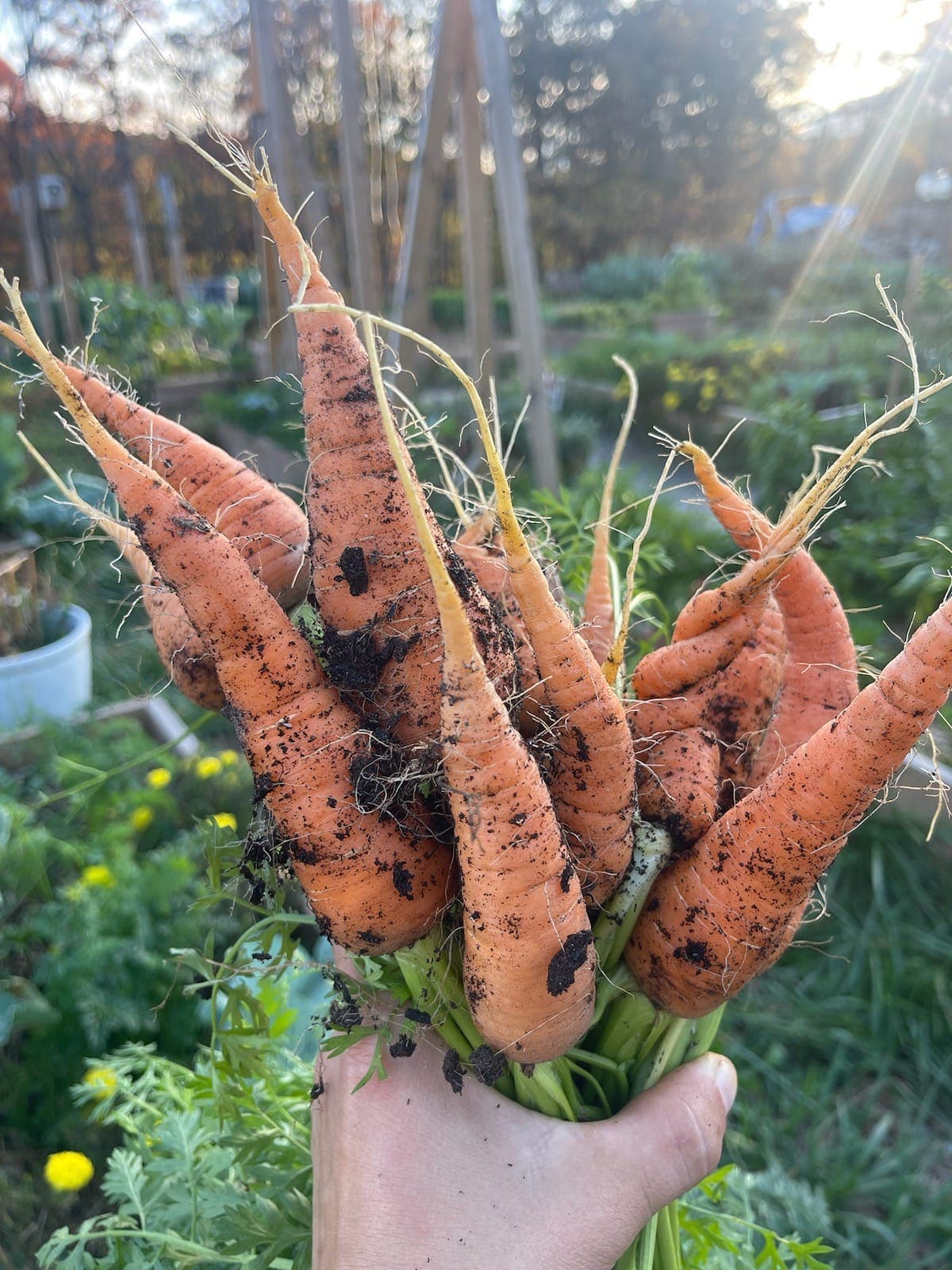 Freshly harvested garden carrots