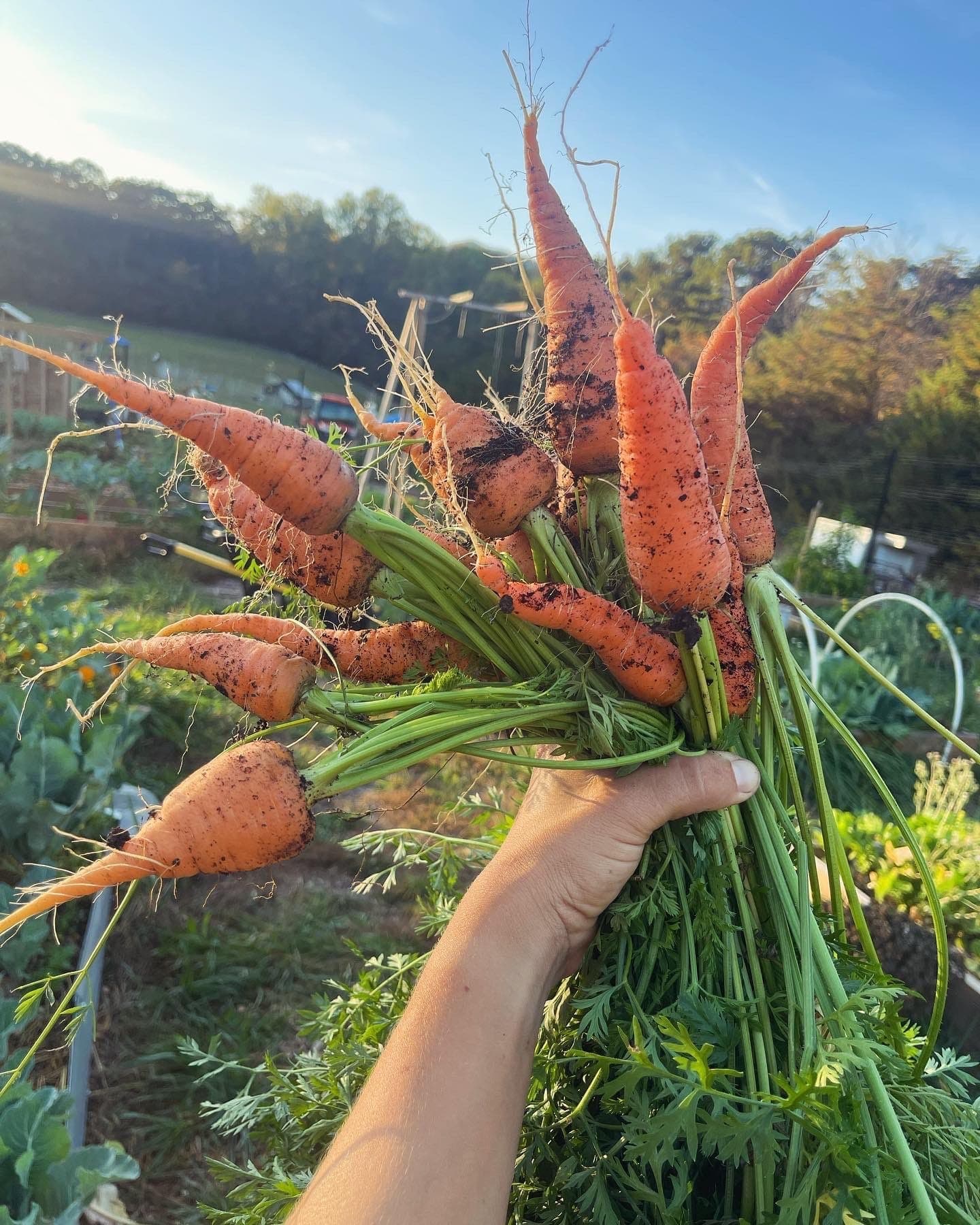 Bouquet of harvested carrots at sunset