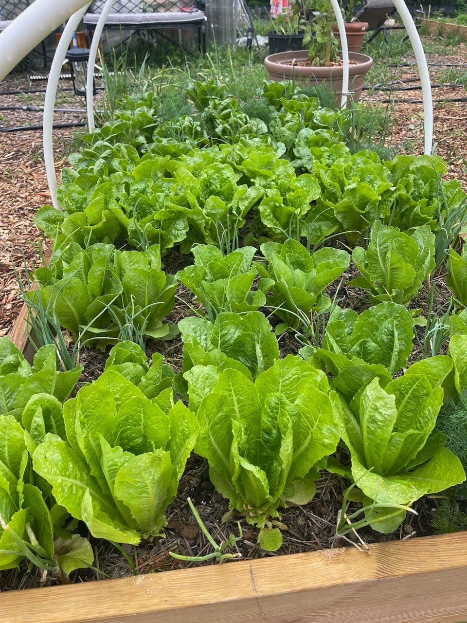 Homestead romaine lettuce bed
