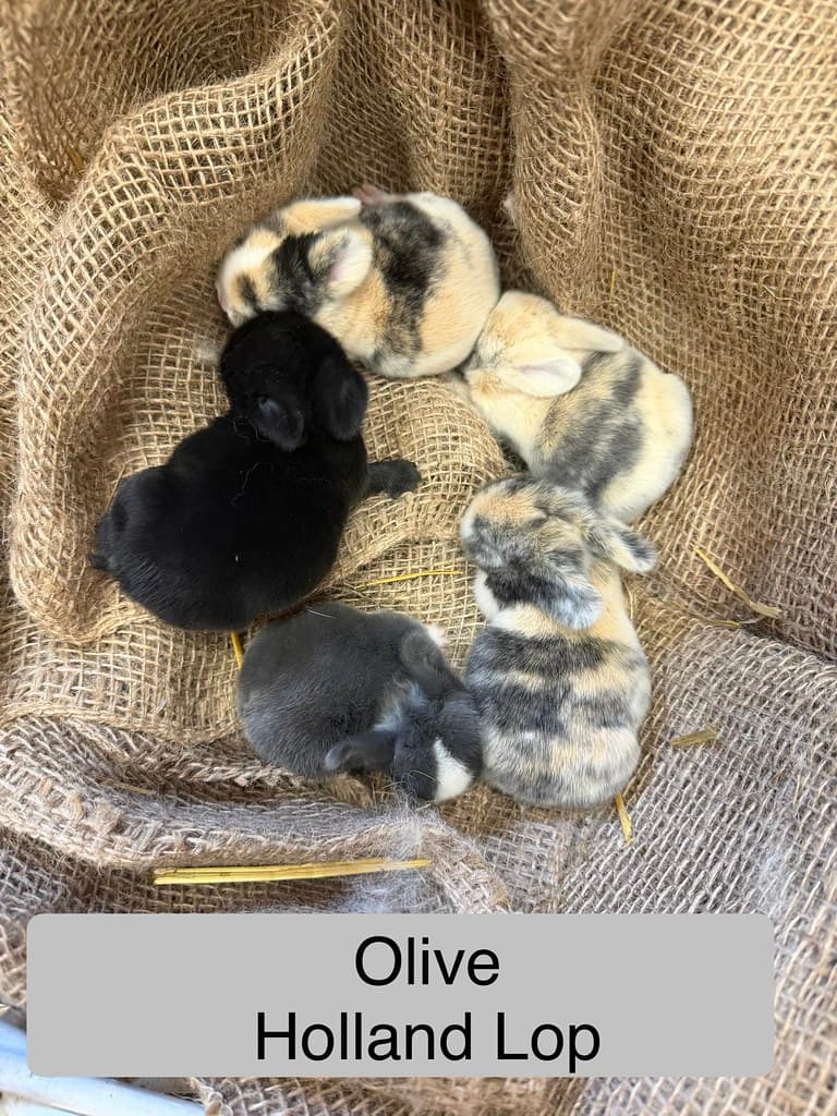 Available rabbit at AMRabbits