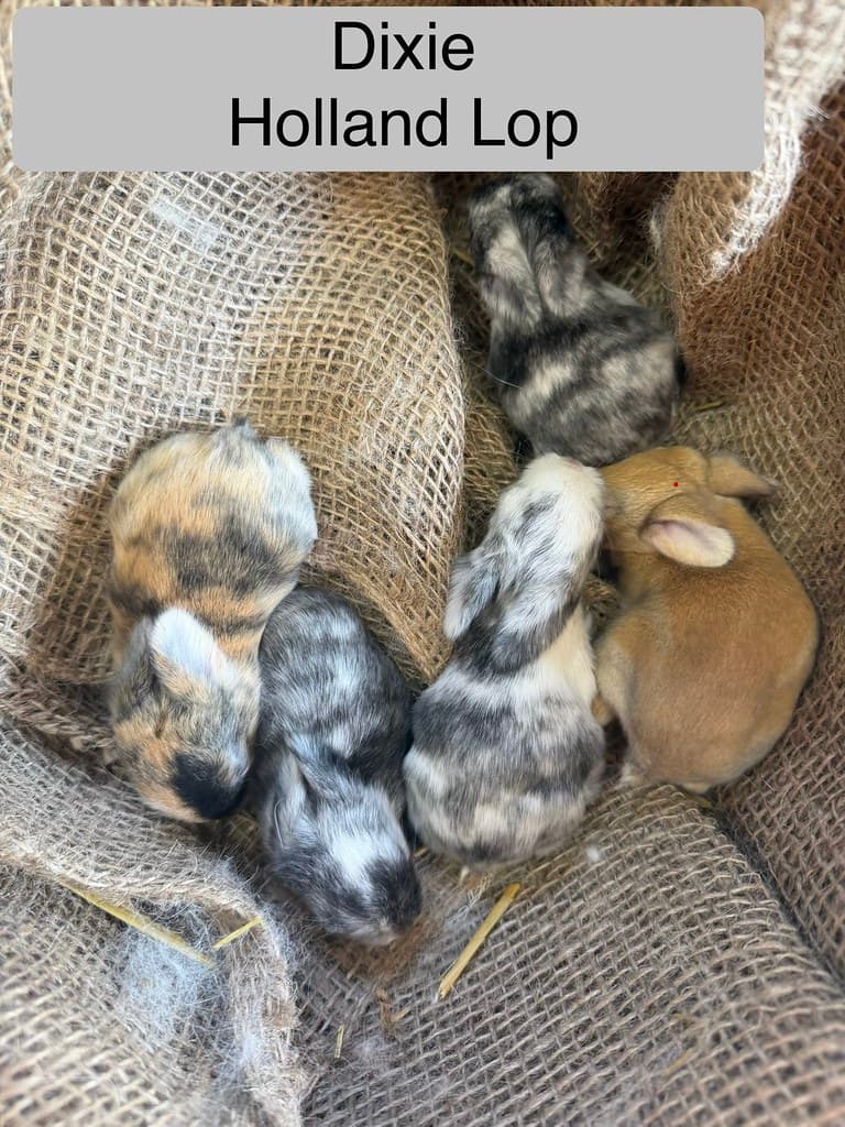 Available rabbit at AMRabbits