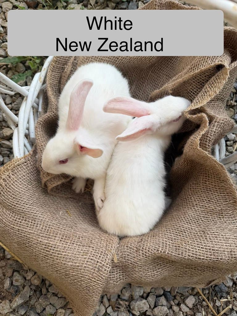 Available rabbit at AMRabbits