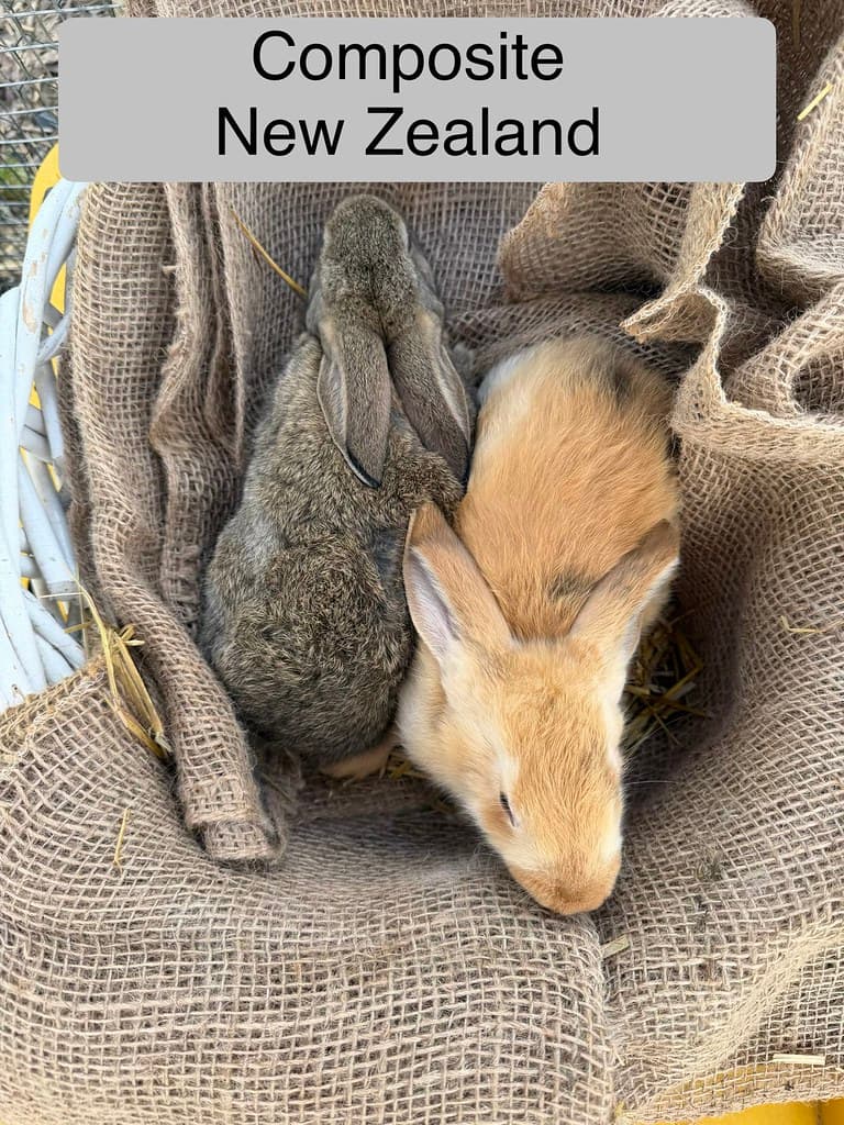 Available rabbit at AMRabbits