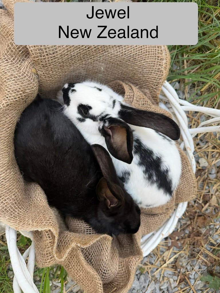 Available rabbit at AMRabbits