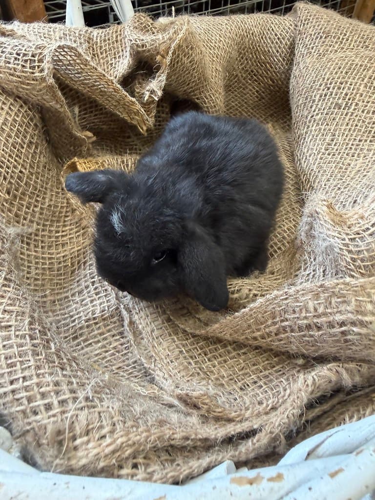 Available rabbit at AMRabbits