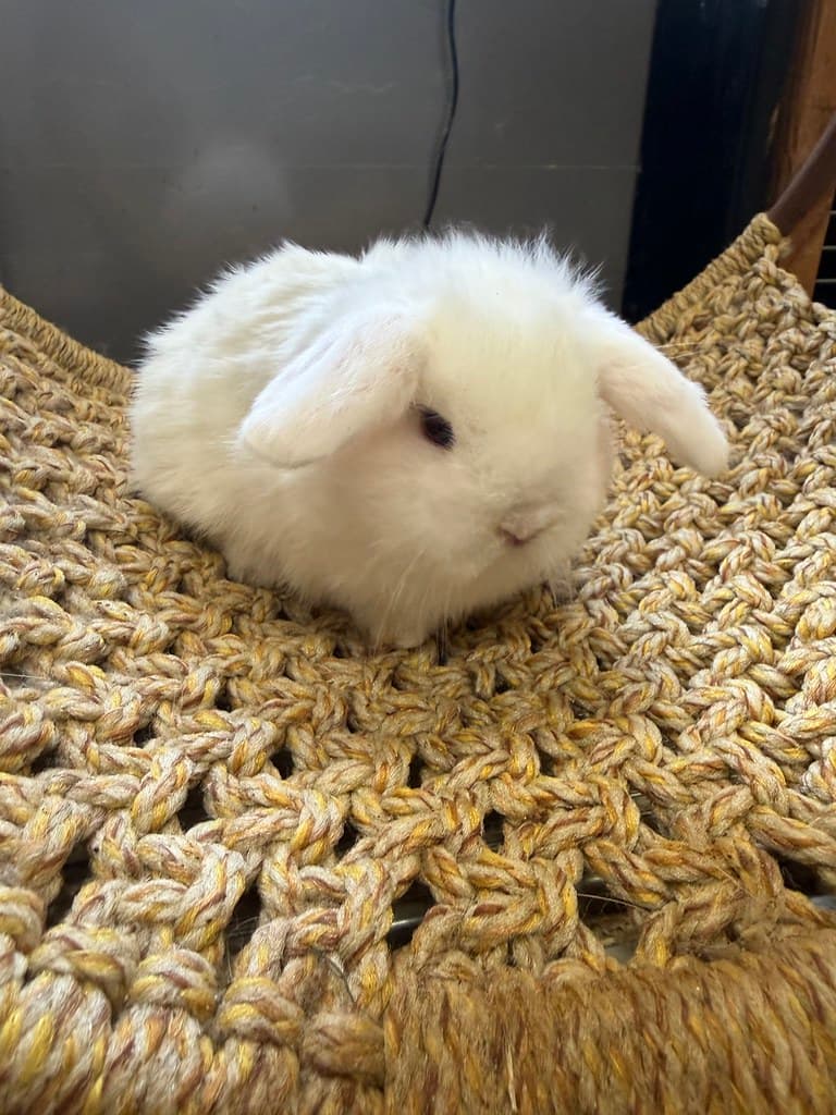 Available rabbit at AMRabbits