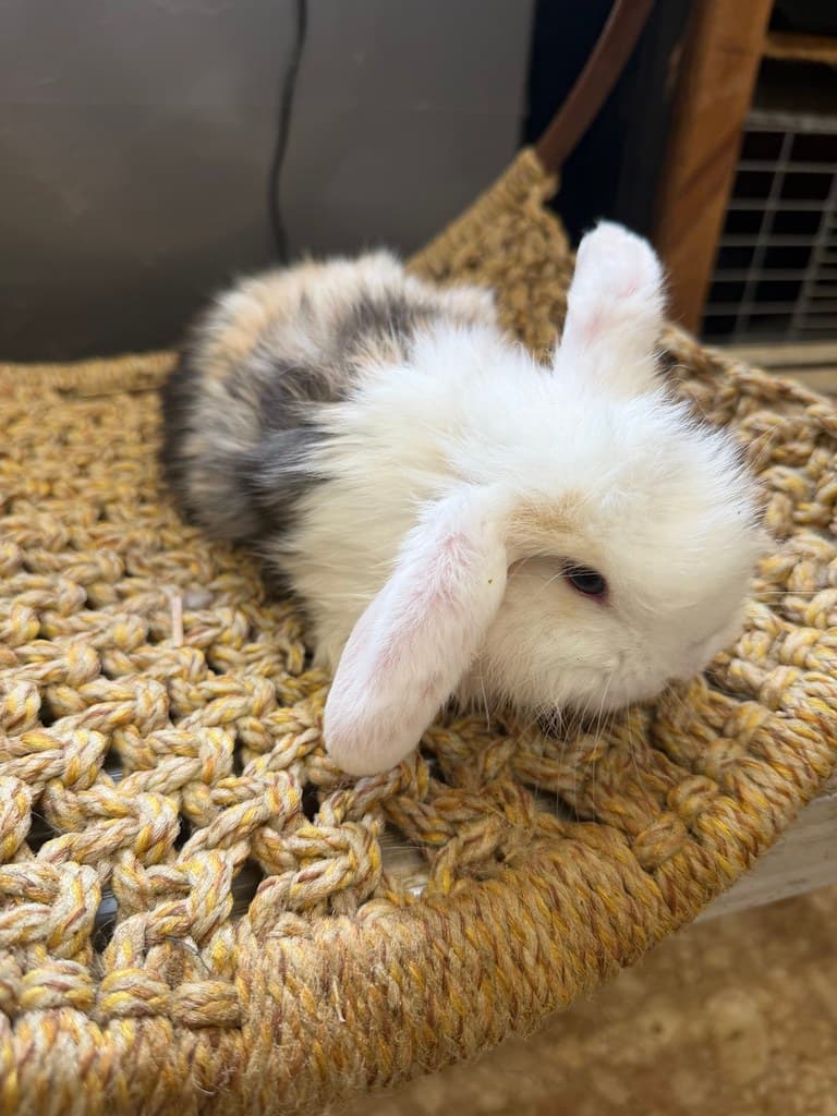 Available rabbit at AMRabbits
