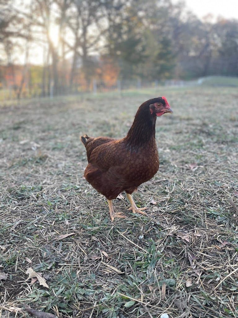 Available livestock at AMRabbits