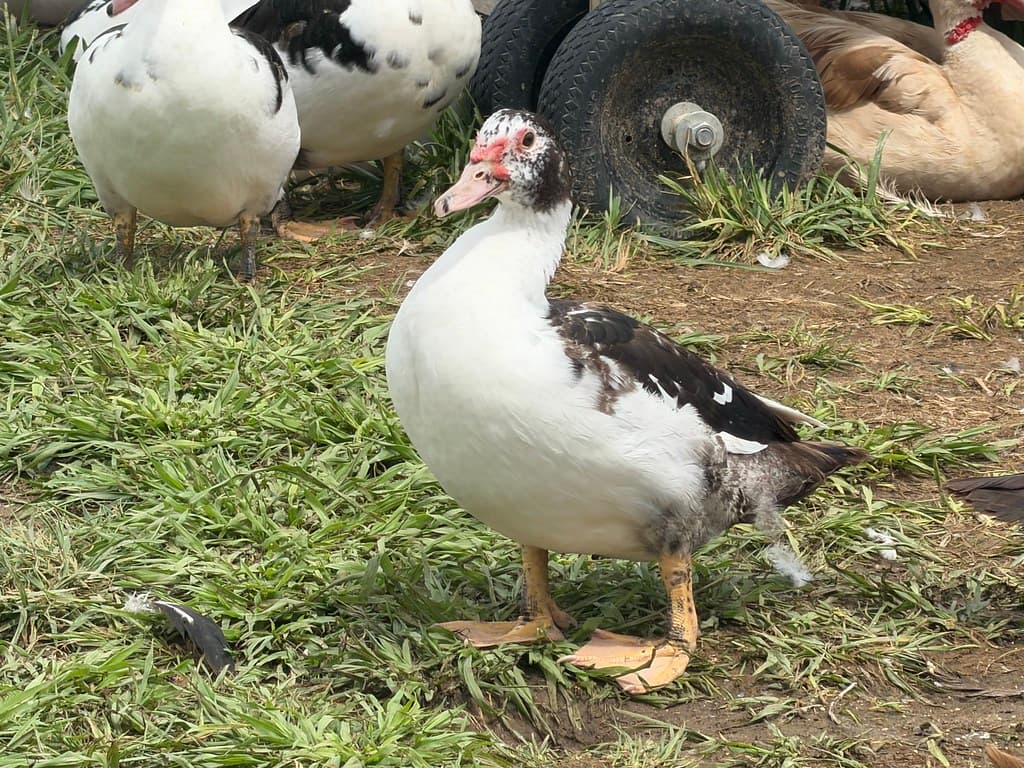 Available livestock at AMRabbits