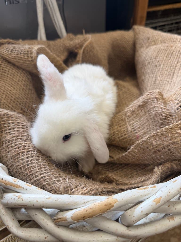 Available rabbit at AMRabbits