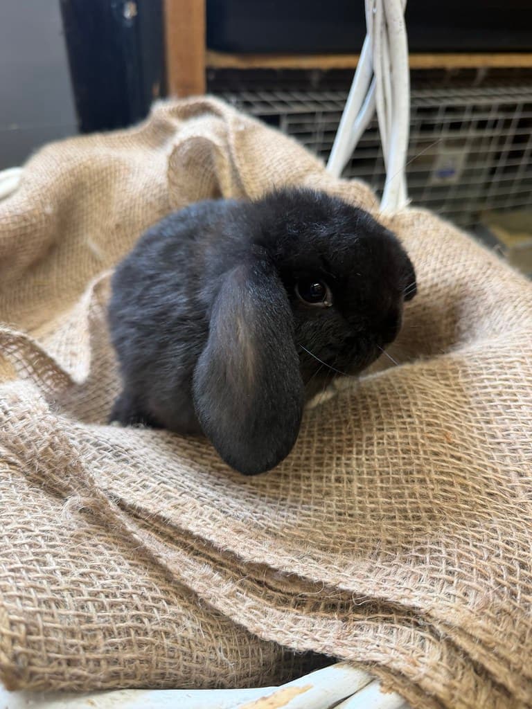 Available rabbit at AMRabbits