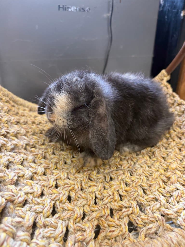Available rabbit at AMRabbits