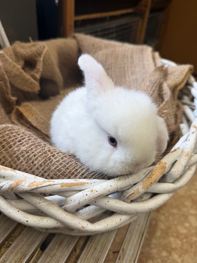 Available rabbit at AMRabbits