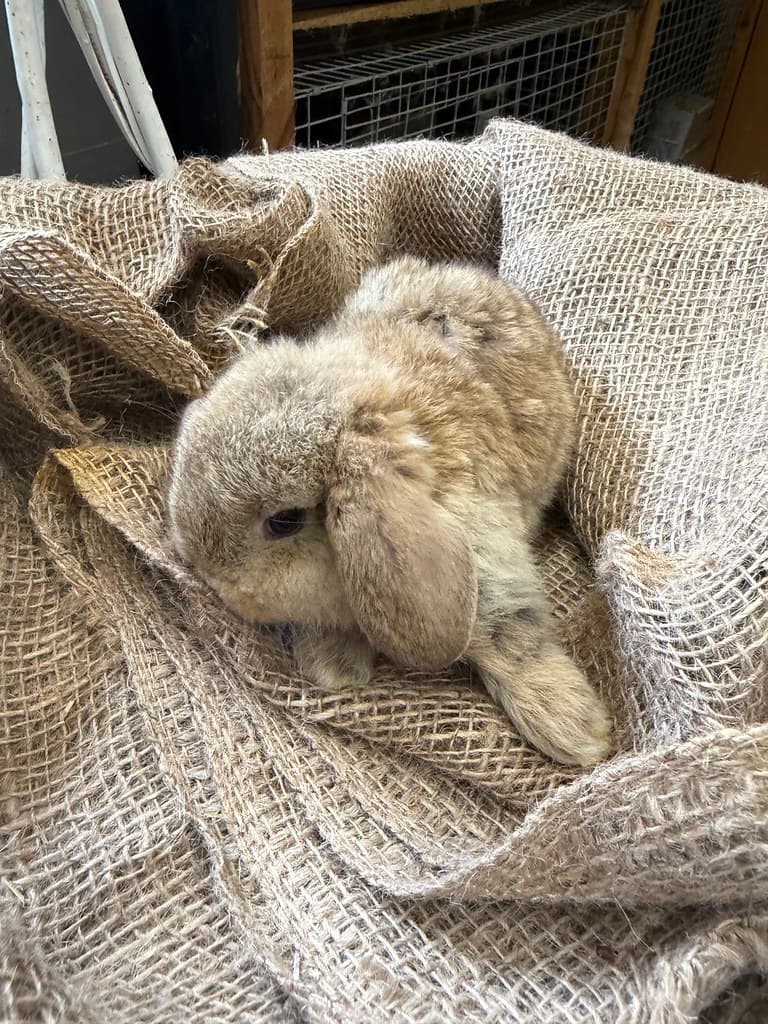 Available rabbit at AMRabbits