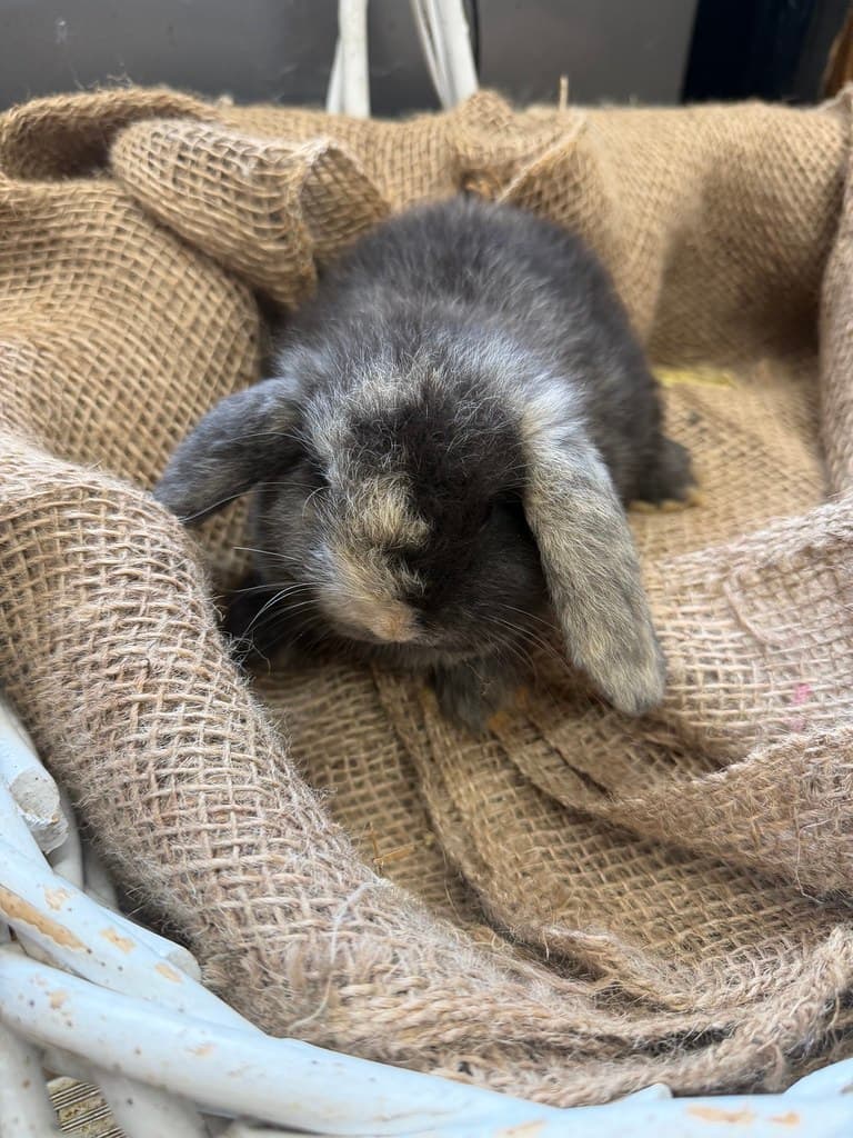 Available rabbit at AMRabbits