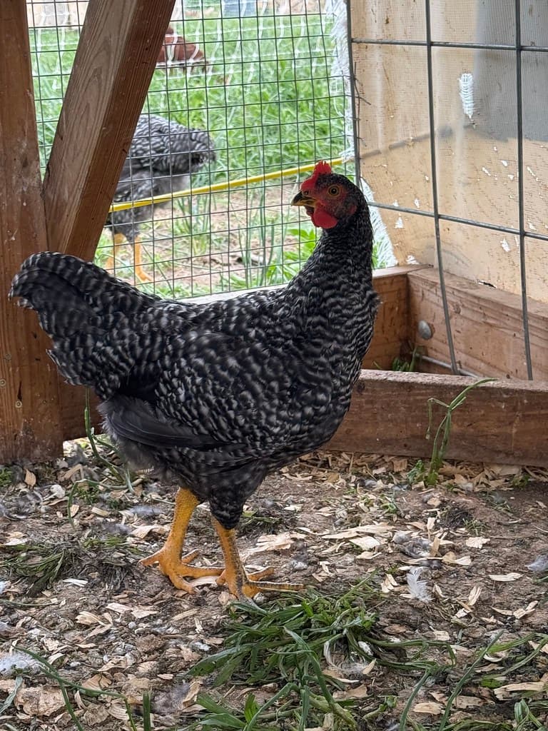 Available livestock at AMRabbits