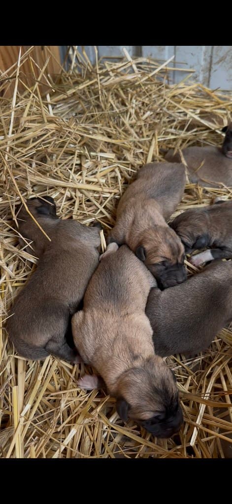 Available livestock at AMRabbits