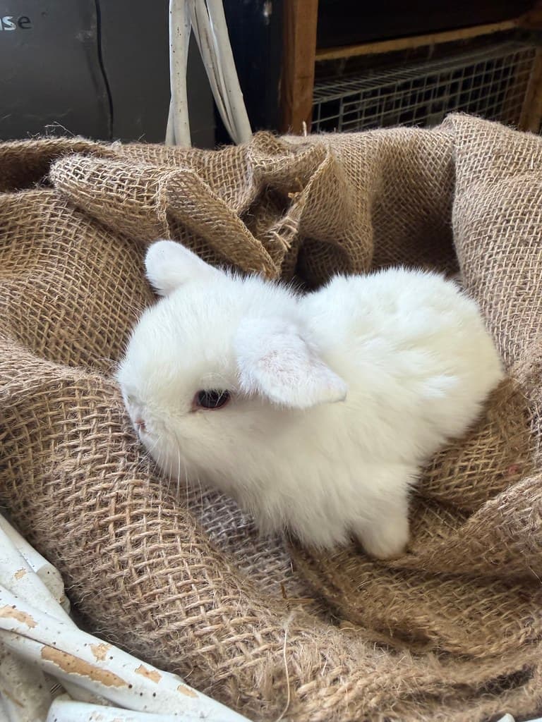 Available rabbit at AMRabbits