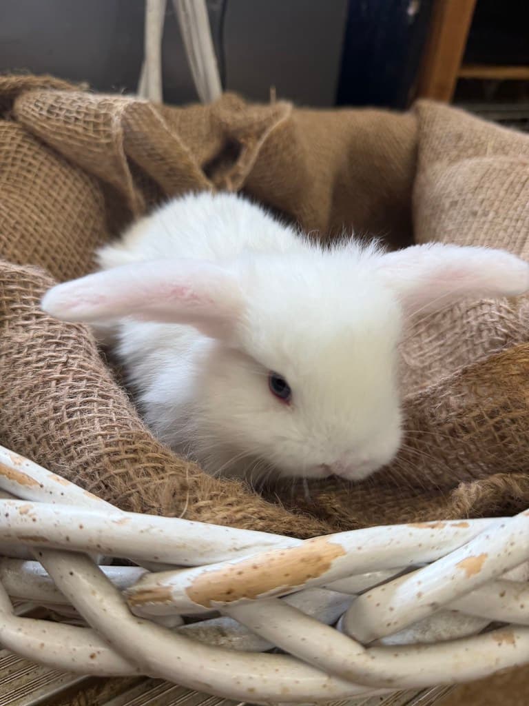 Available rabbit at AMRabbits