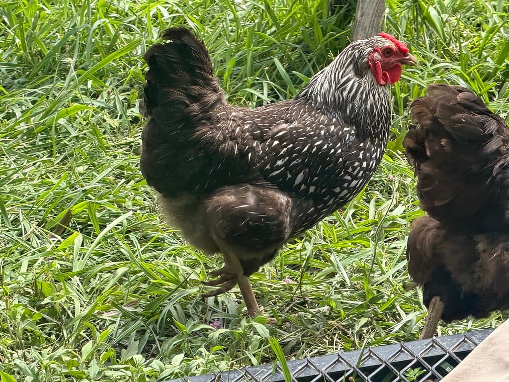 Available livestock at AMRabbits