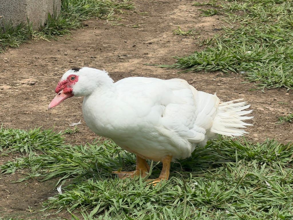 Available livestock at AMRabbits