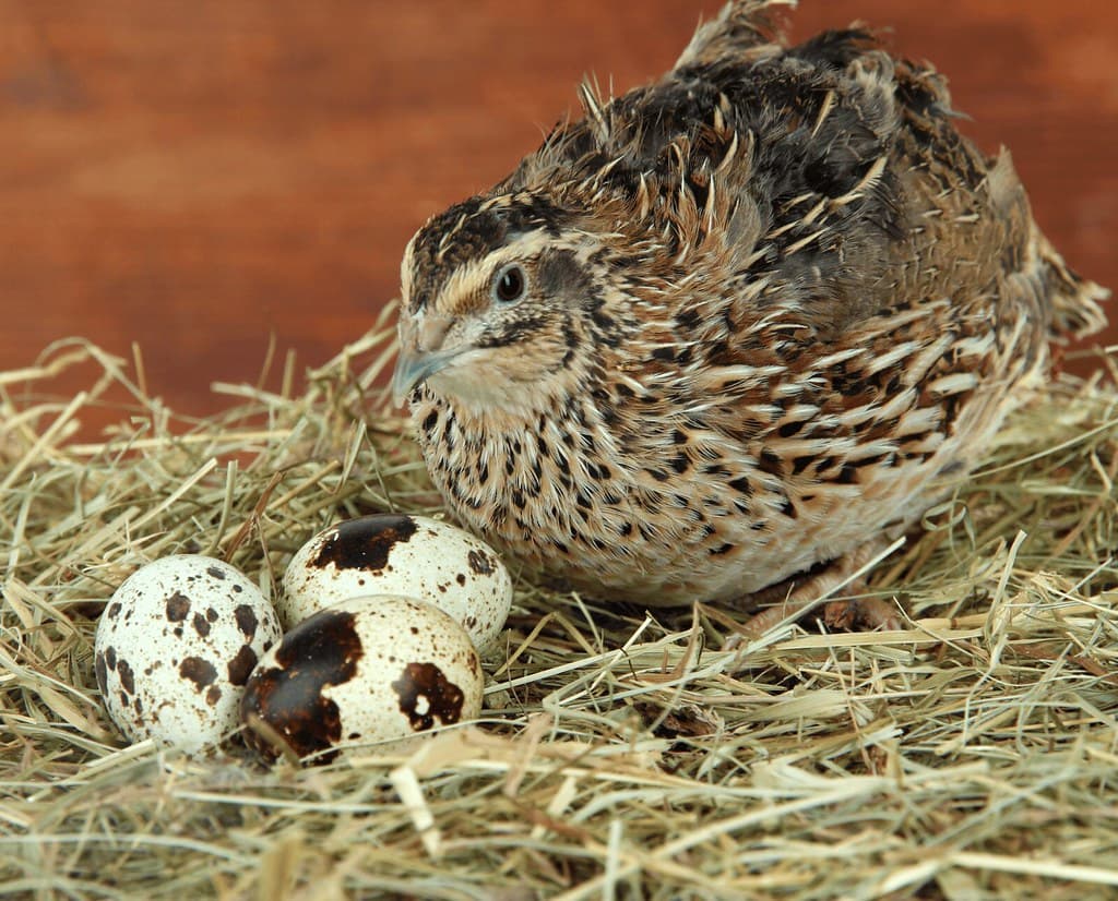 Available livestock at AMRabbits