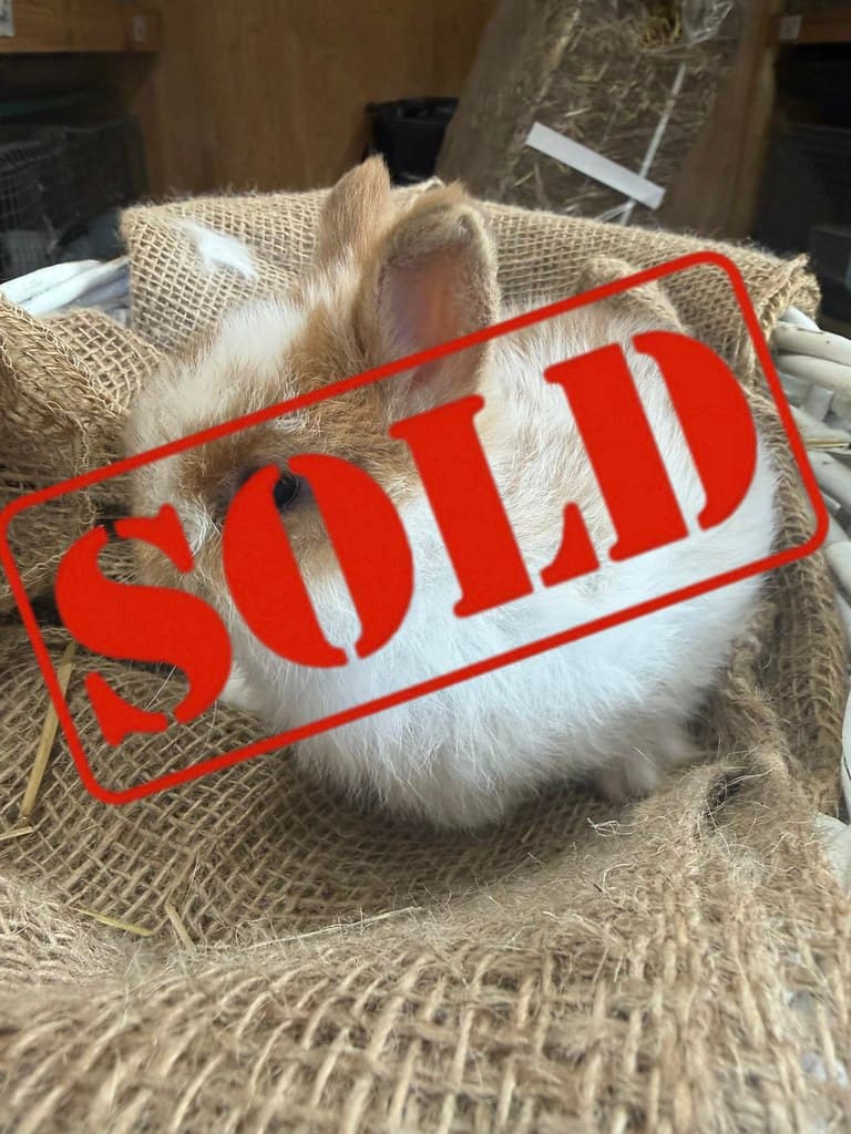 Available rabbit at AMRabbits