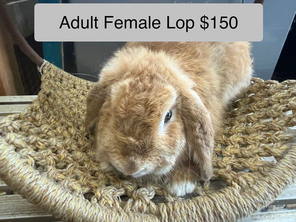 Available rabbit at AMRabbits