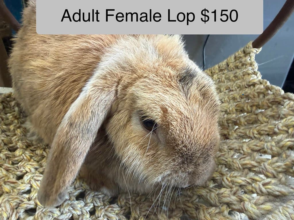 Available rabbit at AMRabbits