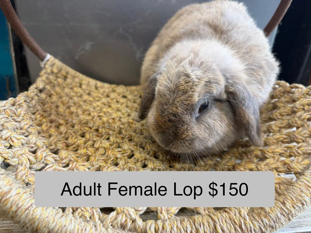 Available rabbit at AMRabbits